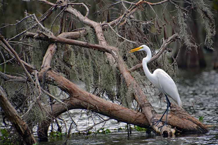egret